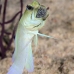 jawfish_yellowhead_bcf_nwp_v_0210_tci2136.jpg
